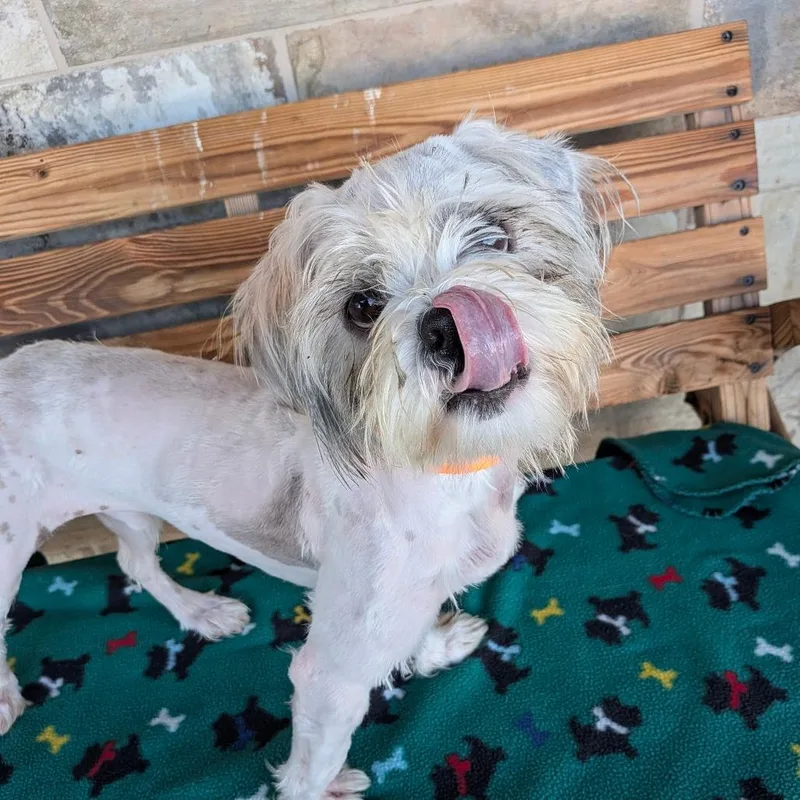 A young small-sized male White / Cream Maltese dog named Stanley for adoption in Chico, CA