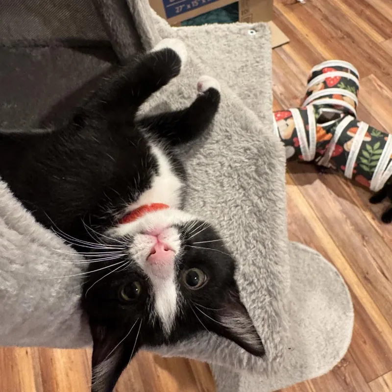 A baby small-sized male Black Domestic Short Hair cat named Mario for adoption in Georgetown, KY