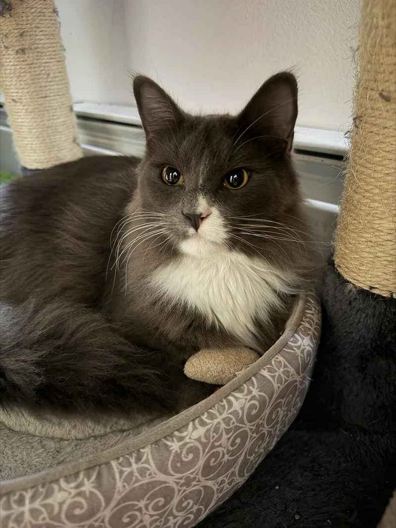 A young medium-sized male Gray & White Domestic Long Hair cat named Socks for adoption in East Derry, NH