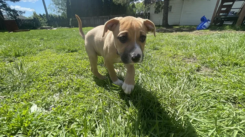 A baby large-sized female Sable Black Mouth Cur dog named Brea for adoption in Clinton, WI