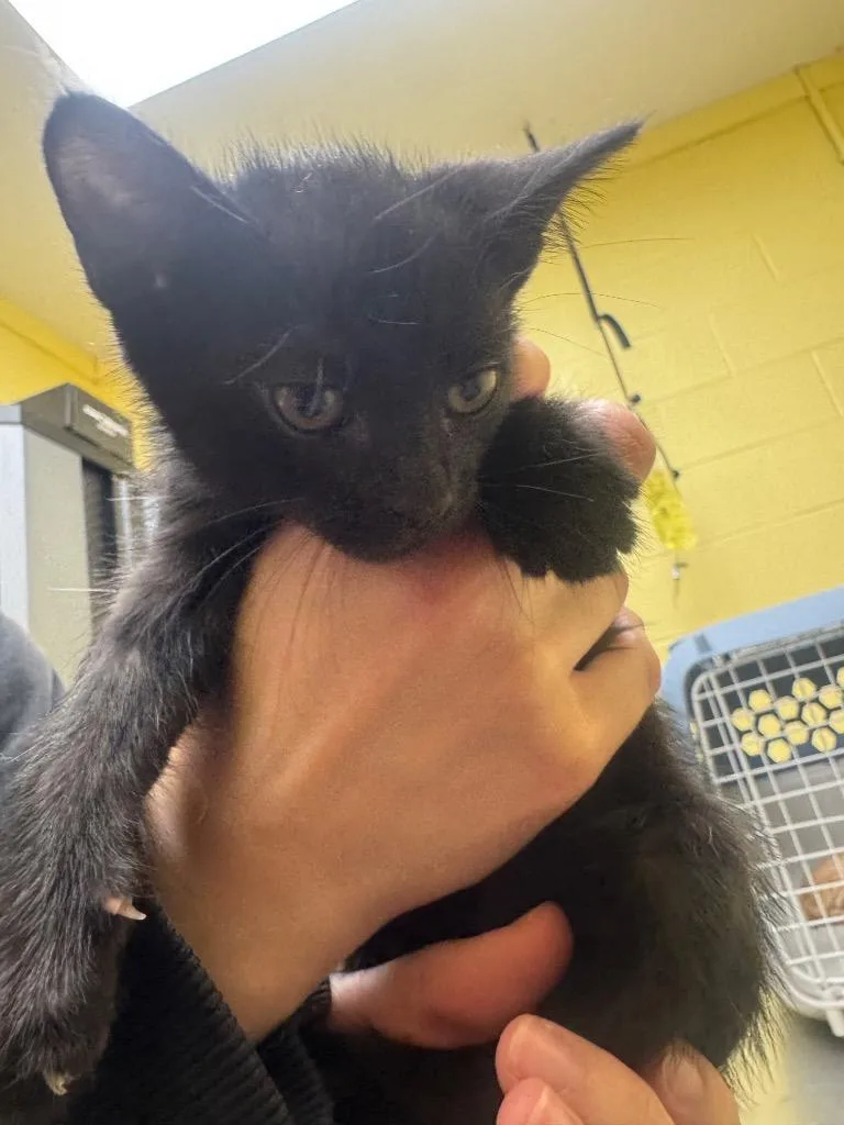 A baby small-sized female Domestic Short Hair cat named Malibu for adoption in Crossville, TN