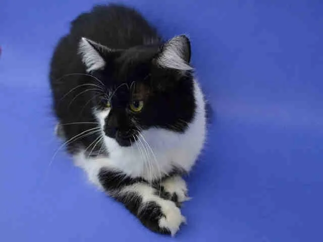 An adult medium-sized female Persian cat named Mitsy for adoption in Saint Louis, MO