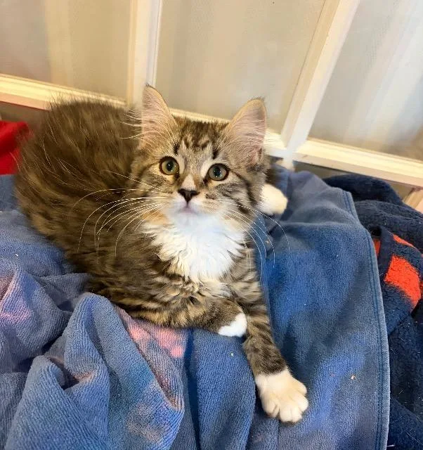 A baby medium-sized female Domestic Long Hair cat named Hokey for adoption in Pawtucket, RI