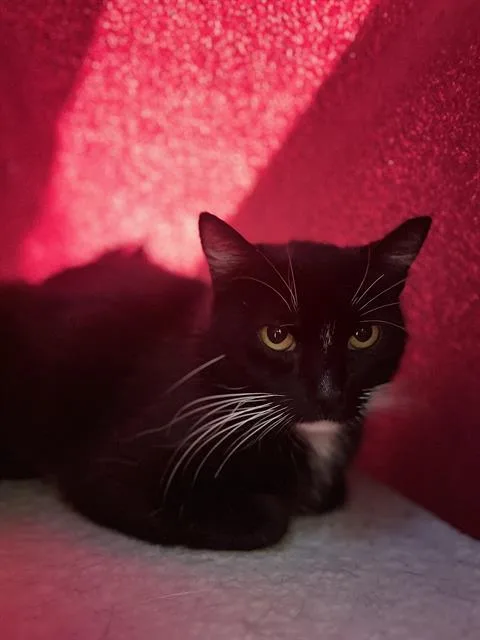 A young small-sized female Domestic Medium Hair cat named Kirei for adoption in Chula Vista, CA