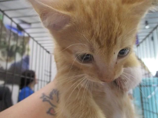 A baby small-sized female Domestic Short Hair cat named A for adoption in Ocala, FL