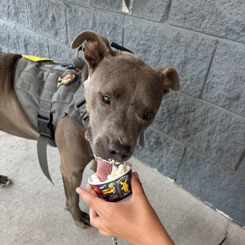 An adult large-sized female Gray / Blue / Silver Pit Bull Terrier dog named Princess for adoption in Dallas, TX
