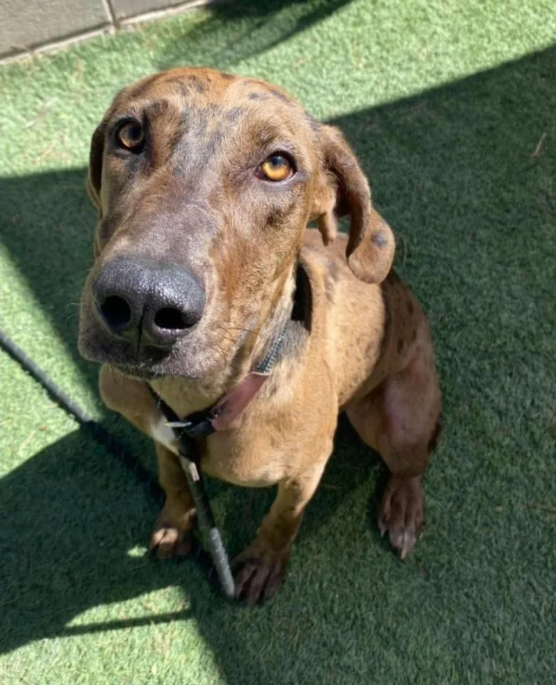 An adult large-sized female Catahoula Leopard Dog dog named Tellerina for adoption in Sedalia, CO
