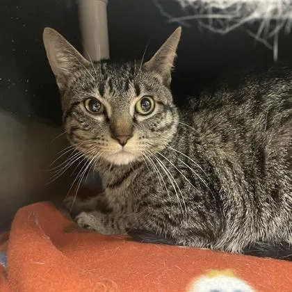 An adult small-sized male Domestic Short Hair cat named Tink for adoption in Wheaton, IL