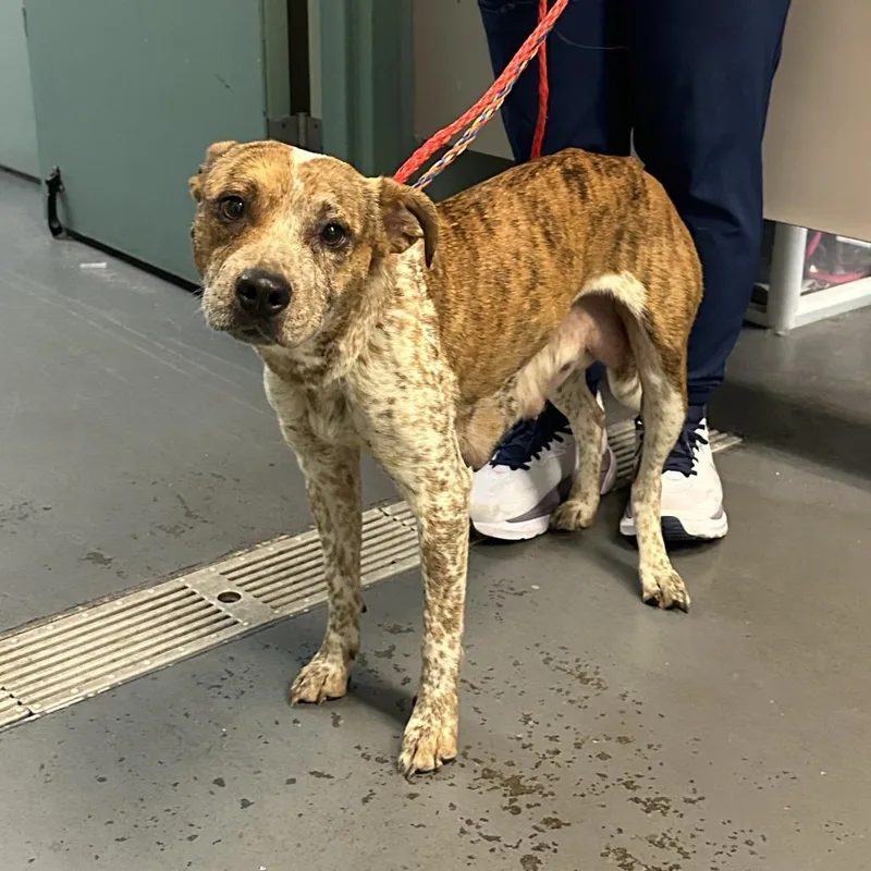 An adult medium-sized female Yellow / Tan / Blond / Fawn Pit Bull Terrier dog named Tiny T for adoption in Tacoma, WA