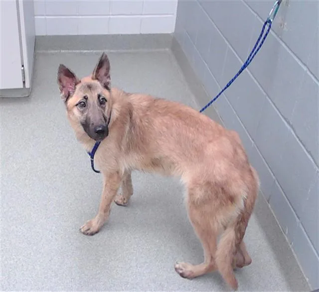 A young medium-sized female German Shepherd Dog dog named Sheik for adoption in Omaha, NE