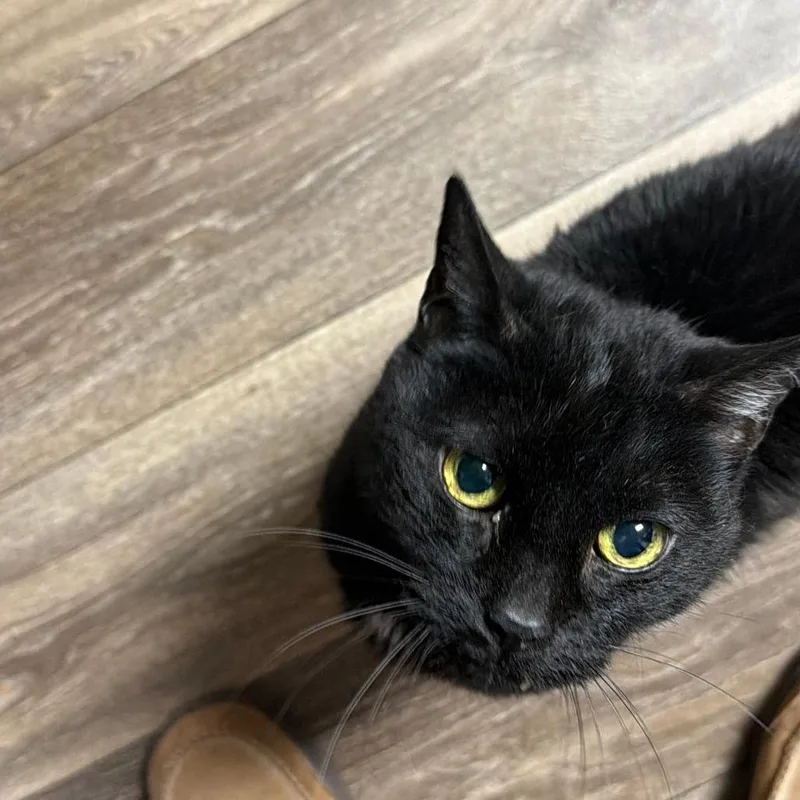 A senior medium-sized male Black Domestic Medium Hair cat named Gillyweed for adoption in Reno, NV