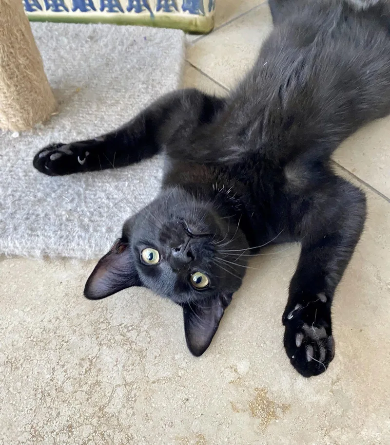 Van Gogh thumbnail 2