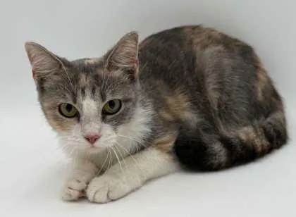 An adult small-sized female Domestic Short Hair cat named Mabel for adoption in Bowling Green, KY