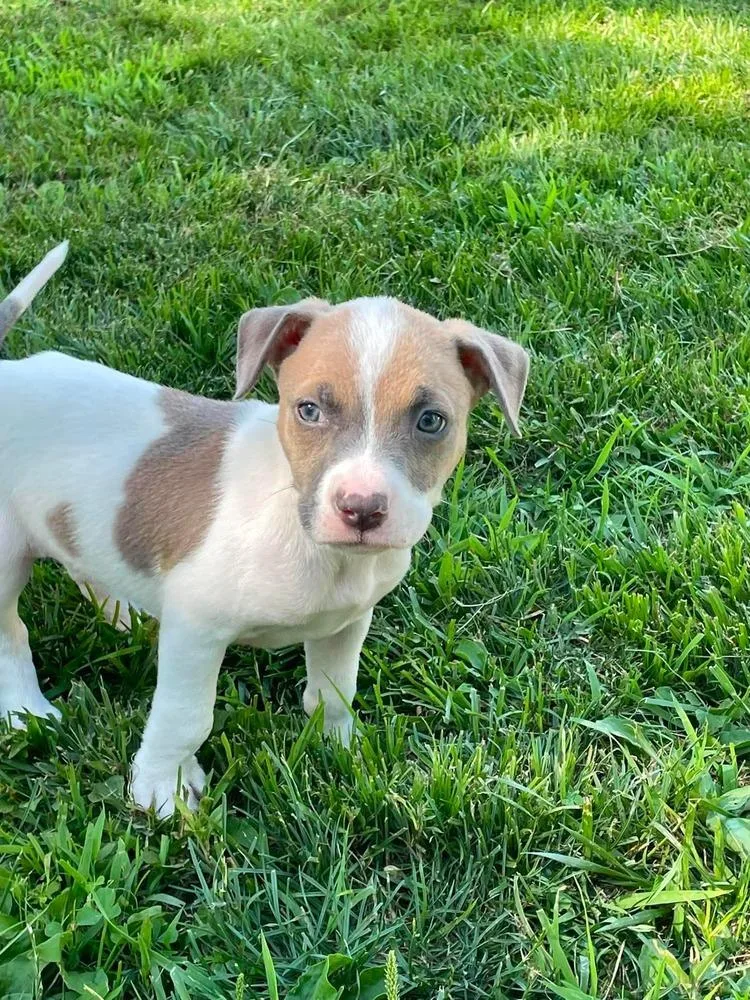 A baby medium-sized male Brown / Chocolate Pit Bull Terrier dog named Fearlessm for adoption in Wenonah, NJ