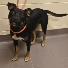 An adult large-sized male Black Rottweiler dog named Pistol for adoption in Norman, OK