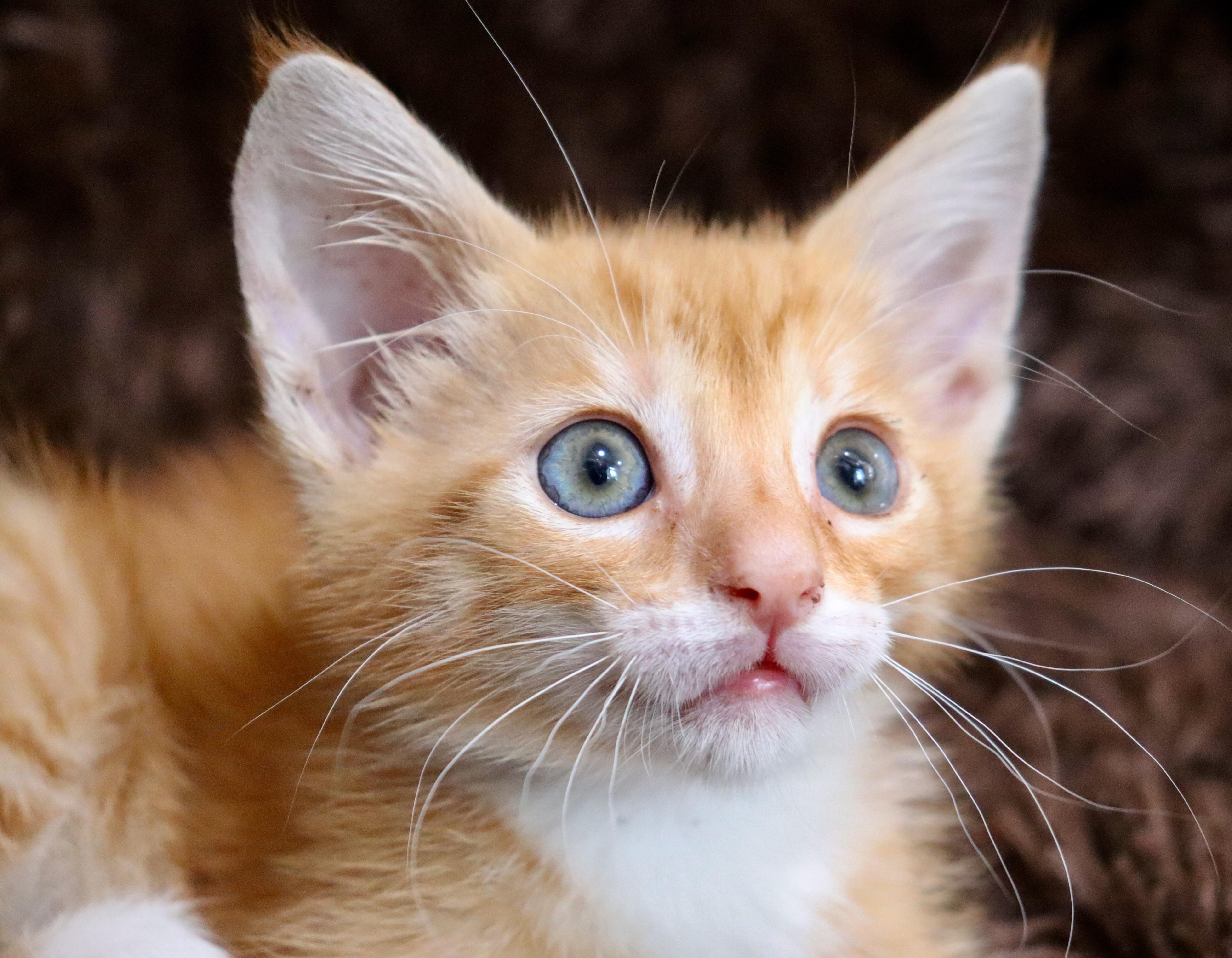 A baby medium-sized male Tabby (Orange / Red) Tabby cat named Maurice for adoption in Saint Augustine, FL