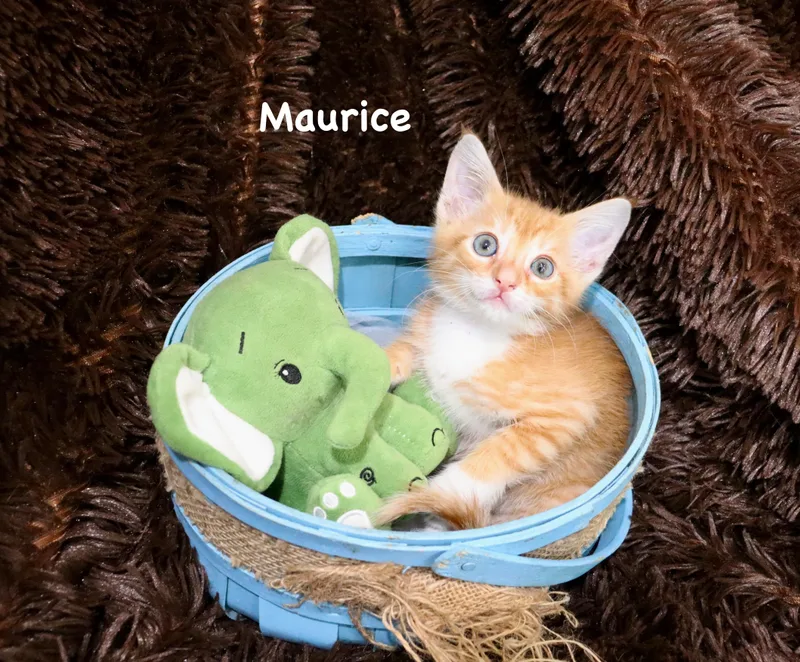 Maurice thumbnail 2