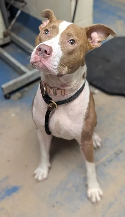 A young medium-sized female White / Cream Pit Bull Terrier dog named Nova for adoption in Inverness, FL