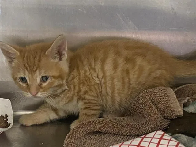 A baby small-sized female Domestic Short Hair cat named Honey for adoption in Tustin, CA