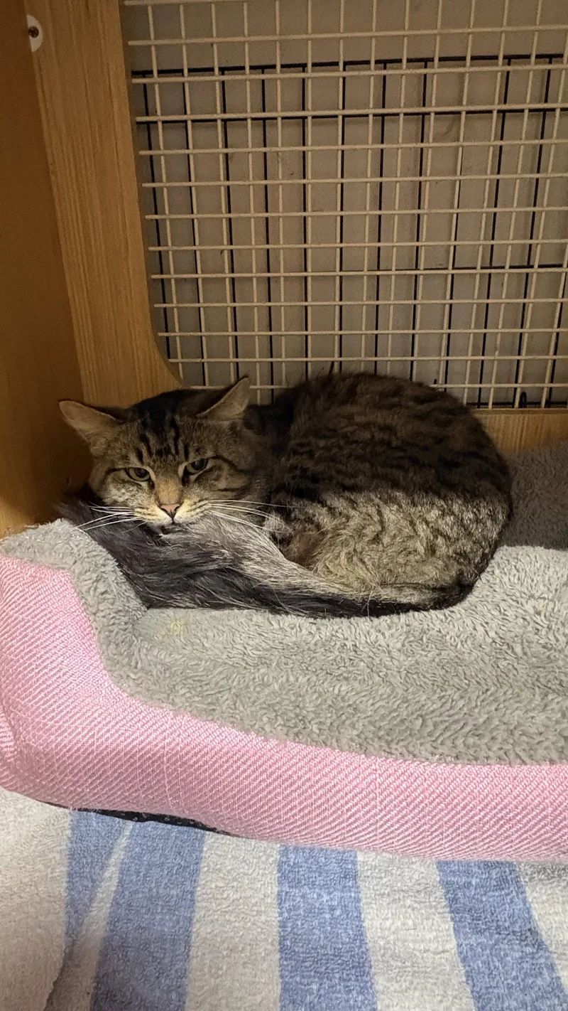 A young medium-sized male Domestic Medium Hair cat named Marley for adoption in White Bluff, TN