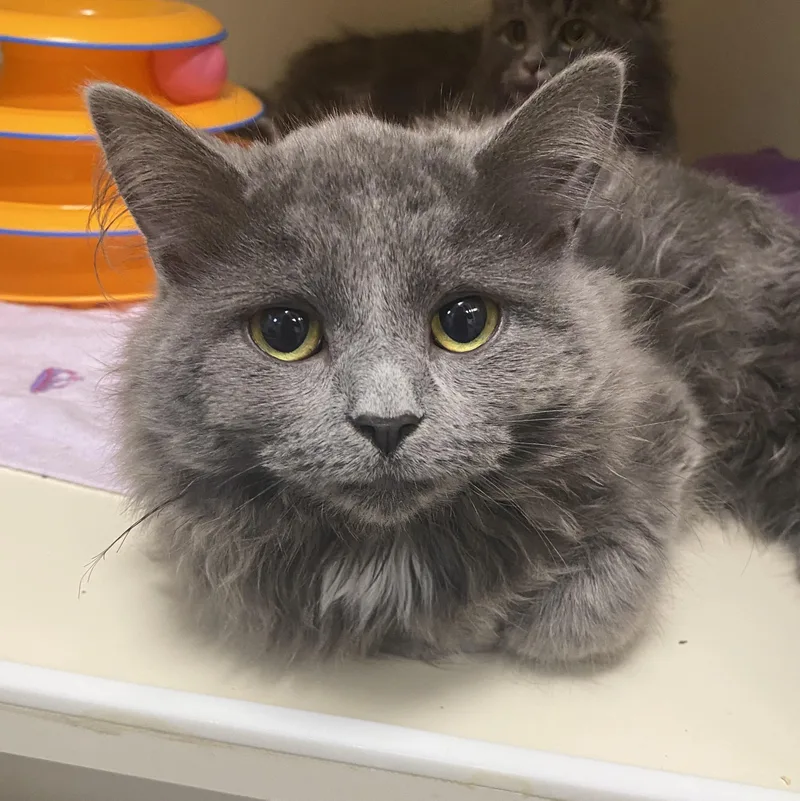 Runt At Avon Petco!! thumbnail 2