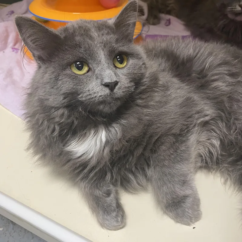 Runt At Avon Petco!!