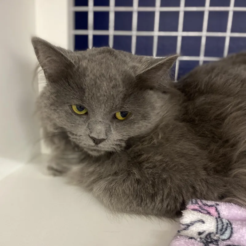 Runt At Avon Petco!! thumbnail 3