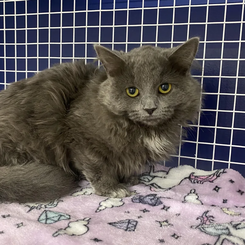 Runt At Avon Petco!! thumbnail 4