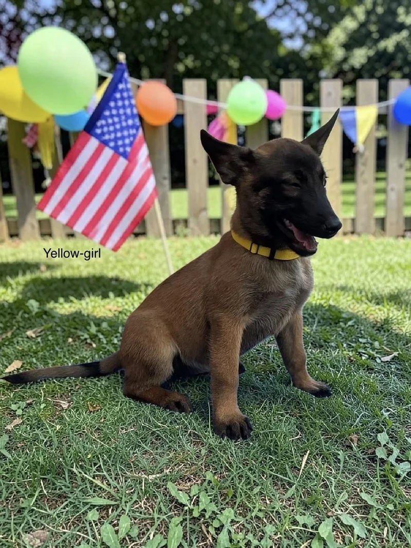 A baby medium-sized female Belgian Shepherd / Malinois dog named Cersei for adoption in Rome, GA