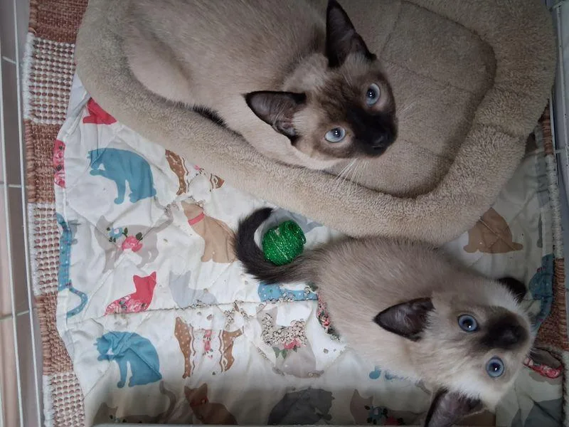 An adult medium-sized female Brown / Chocolate Siamese cat named Pixie for adoption in Lake Havasu City, AZ