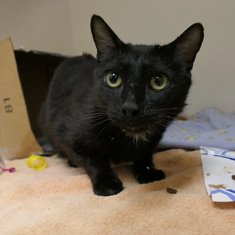 Mitzi