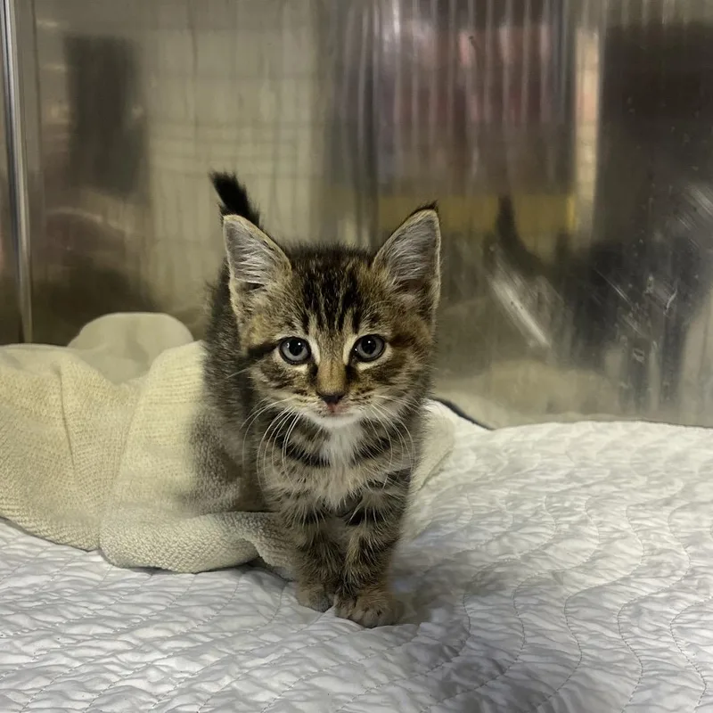 A baby small-sized female Brown / Chocolate Domestic Short Hair cat named Regina George for adoption in Wappingers Falls, NY