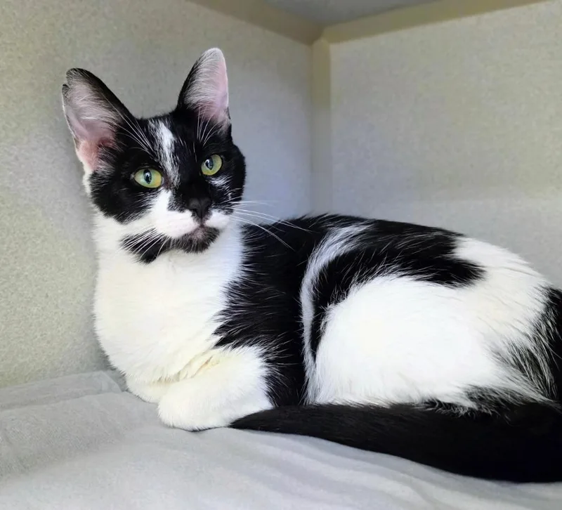 A young medium-sized female Domestic Short Hair cat named Sundae for adoption in Bloomington, IN