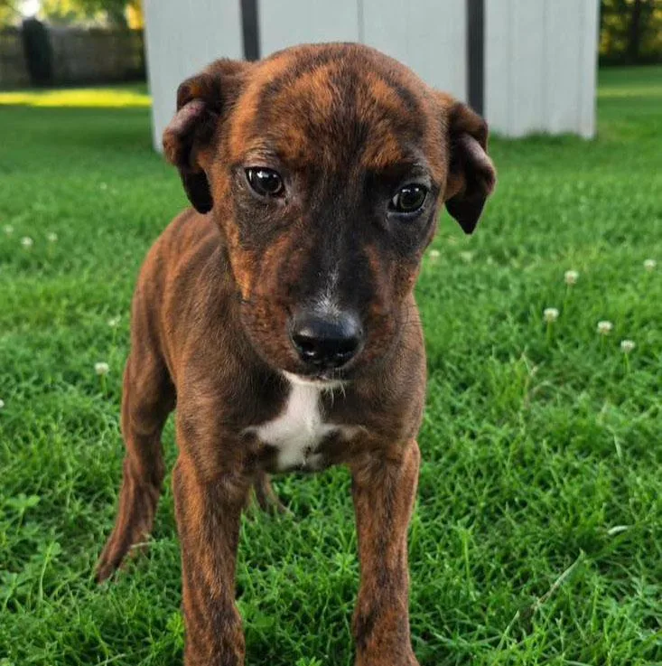 A baby medium-sized male Brindle Boxer dog named Oakley for adoption in Kansas City, KS