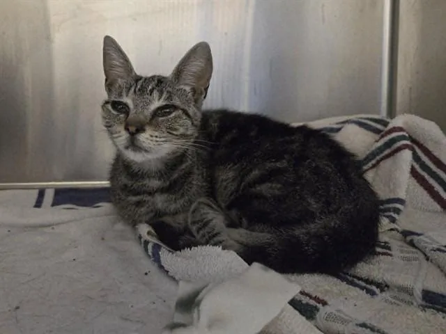 A young small-sized female Domestic Short Hair cat named Reba for adoption in Martinez, CA
