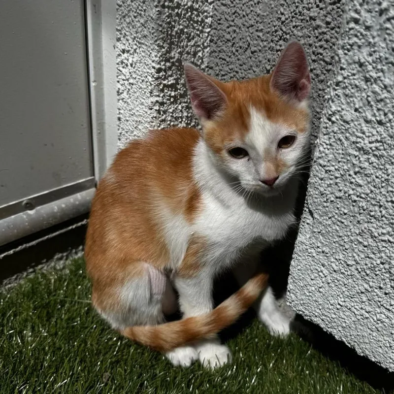 A baby small-sized female Orange / Red Domestic Short Hair cat named Phoebe for adoption in Pleasanton, CA