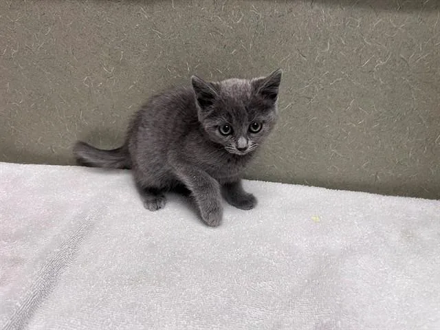 A baby small-sized female Domestic Short Hair cat named A for adoption in Moreno Valley, CA
