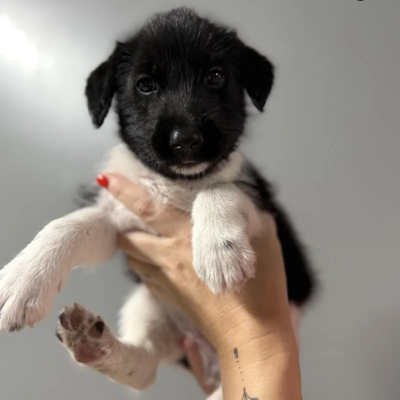 A baby medium-sized female Mixed Breed dog named Georgia for adoption in MYRTLE BEACH, SC