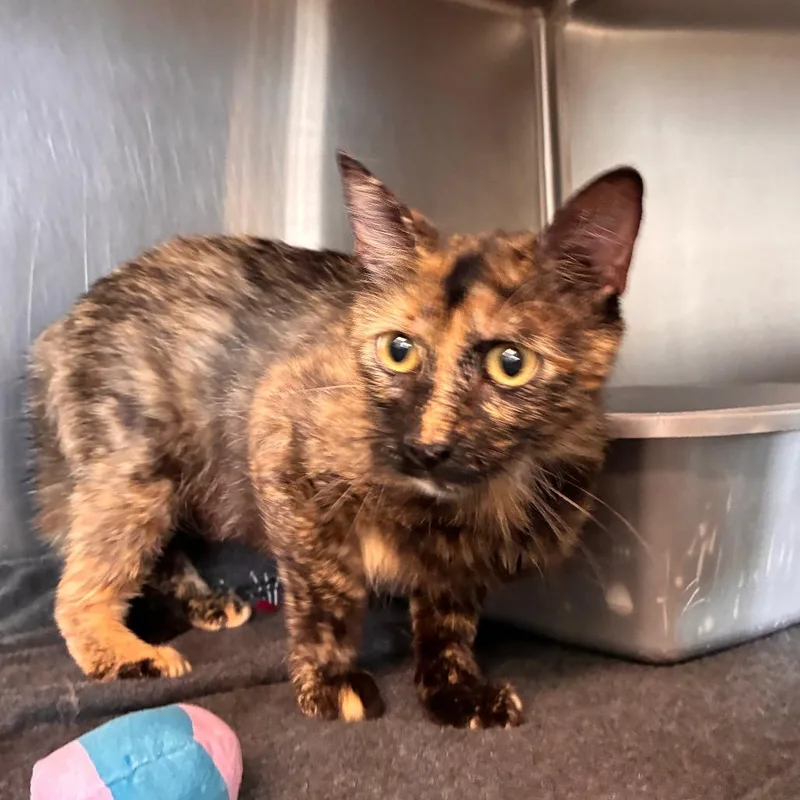 A young medium-sized female Tortoiseshell Domestic Short Hair cat named Sheba for adoption in Manhattan, KS