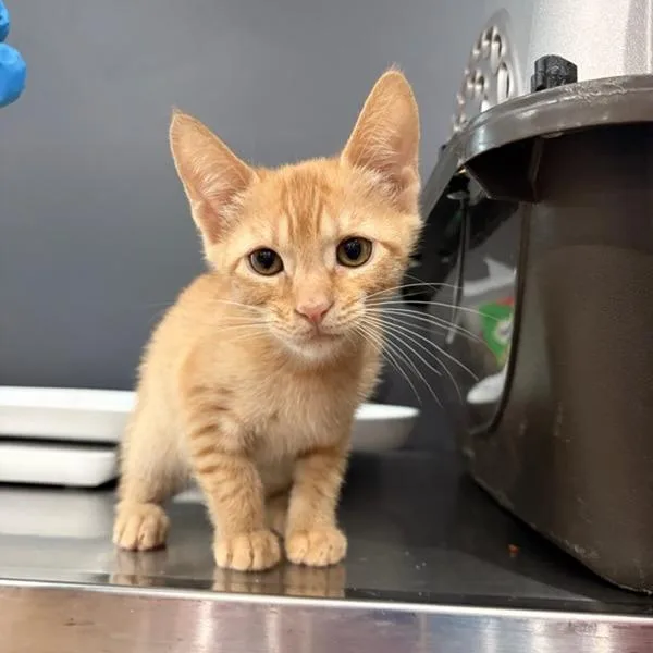 A baby small-sized female Orange / Red Domestic Short Hair cat named Howdy Doody for adoption in Livingston, TX
