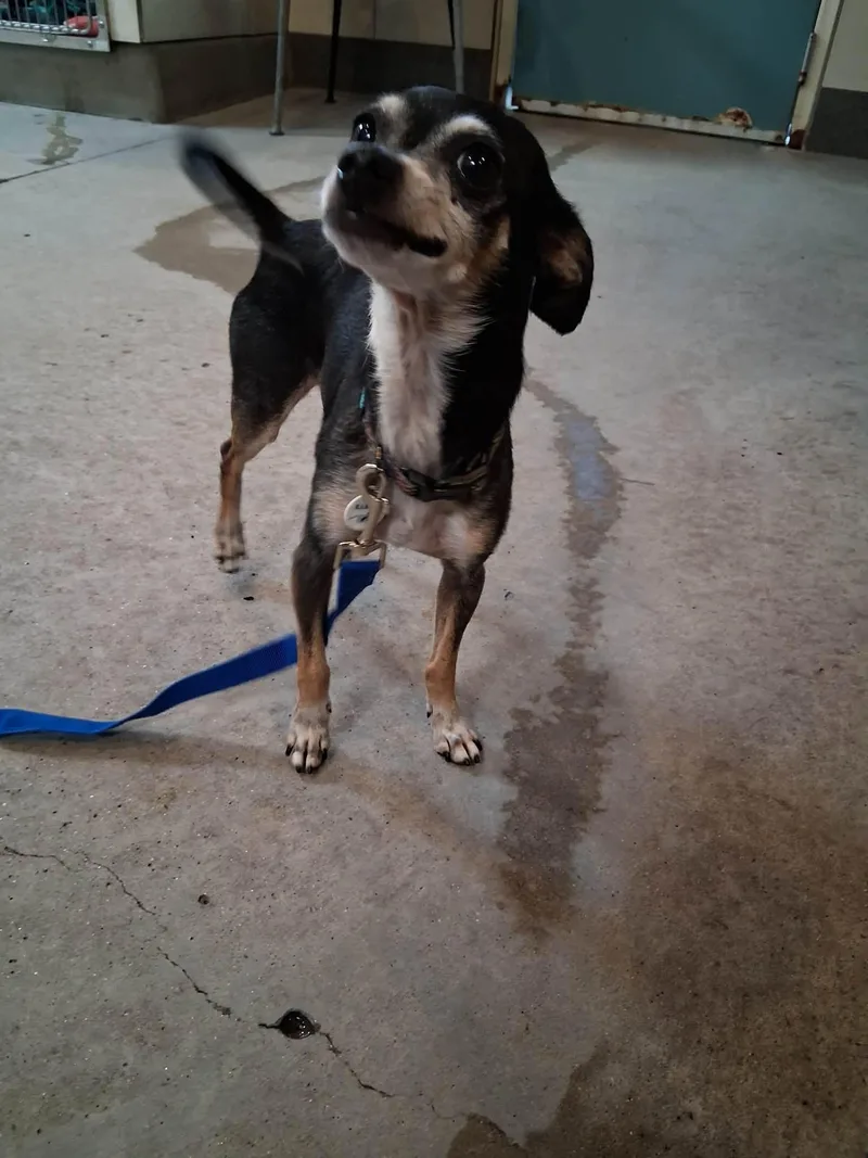 A young small-sized male Black Chihuahua dog named Radar for adoption in Phoenix, AZ