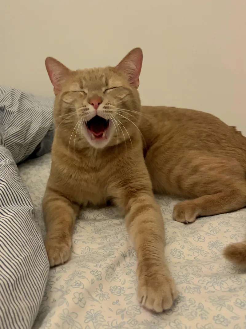 A young medium-sized female Tabby (Orange / Red) Domestic Short Hair cat named Flareon for adoption in Brooklyn, NY