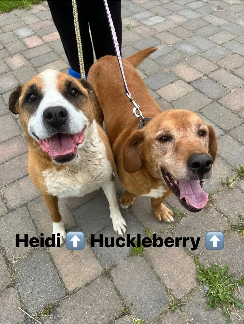 A senior medium-sized female Mixed Breed dog named Heidi and Huckleberry for adoption in Howes Cave, NY
