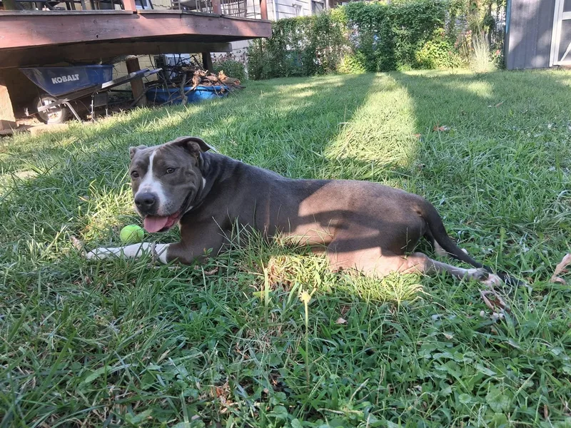 An adult medium-sized male Pit Bull Terrier dog named Delgado for adoption in Kansas City, MO