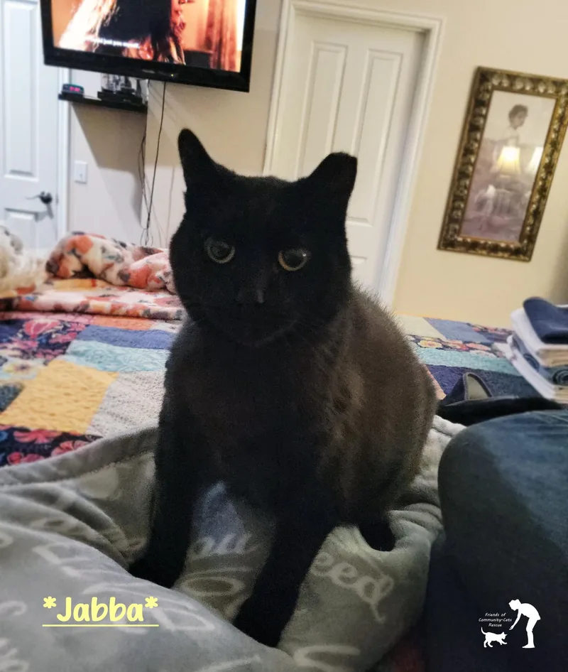 A senior extra large-sized male Black Domestic Short Hair cat named Jabba for adoption in Centerville, UT