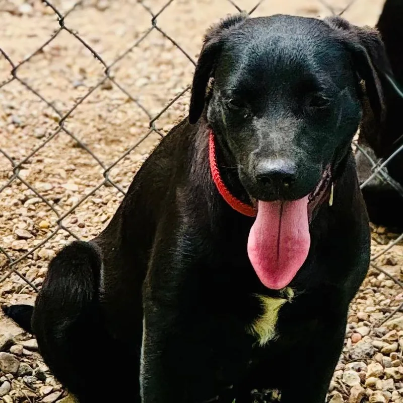 A young medium-sized female Black Labrador Retriever dog named Daisy for adoption in Lucedale, MS