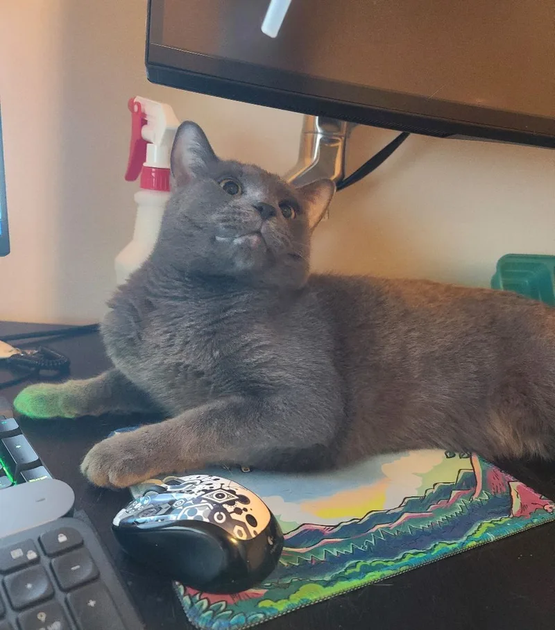 O'malley thumbnail 3