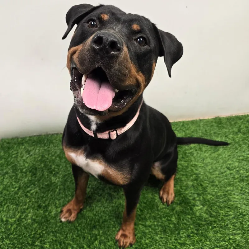 An adult large-sized female Rottweiler dog named Princess for adoption in Columbia, MO