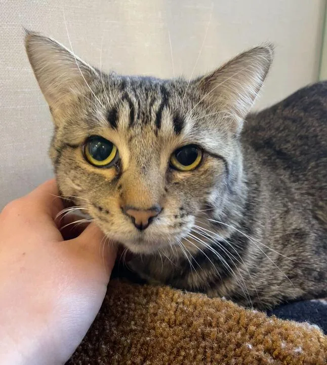 A young medium-sized male Domestic Short Hair cat named Billie for adoption in Jackson, MI