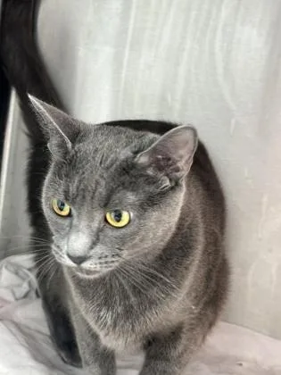 An adult medium-sized female Domestic Short Hair cat named Graye for adoption in West Chester, PA